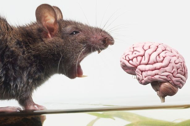 Rats the way to do it: Could computers become cleverer than humans? 