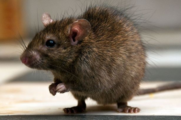 Virtual rat: It may be small, but this rodent's mind is still very complex 