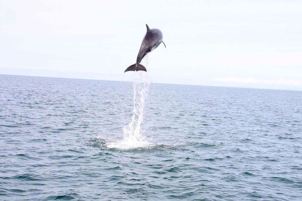 Soaring: Dolphin reaches 15ft