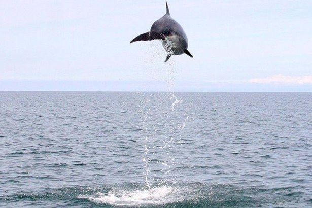 Show-off: Bottlenose in full flight