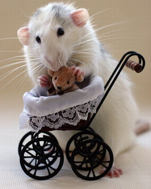 Mouse Mamma
