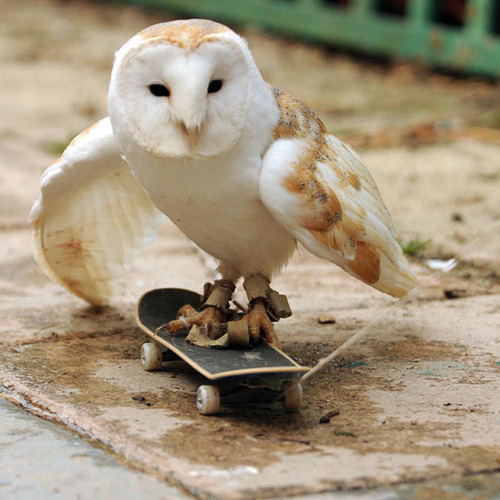 Boarding Bird