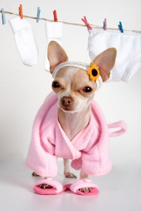 Pampered Pooch