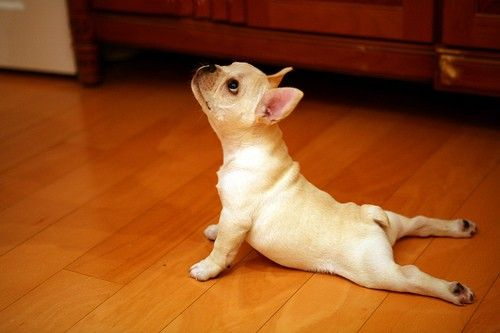 Yoga Dog