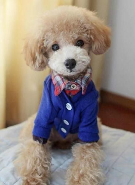 Preppy Pup