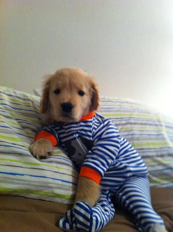 Pajama Pup