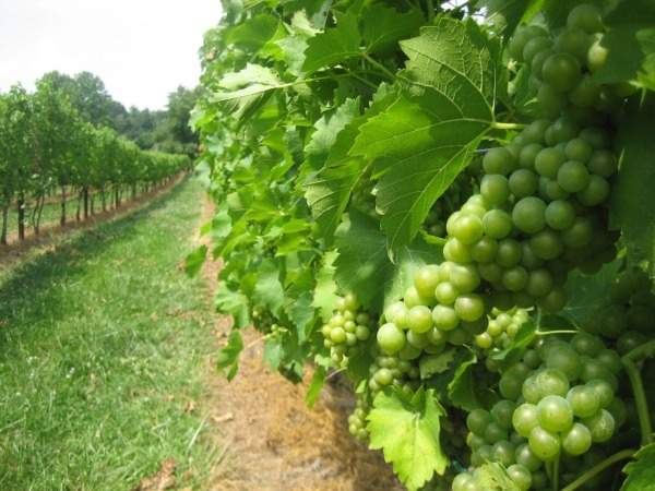 Wine grapes are the world's number one fruit crop in terms of acres planted