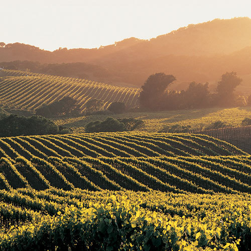 California is the fourth-largest producer of wine in the world, after Italy, France, and Spain