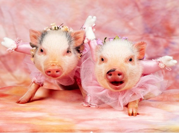 Amazing Pigs ..no wonder they're Thrilled!