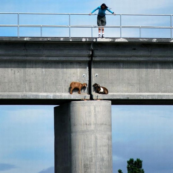 Urban Goats