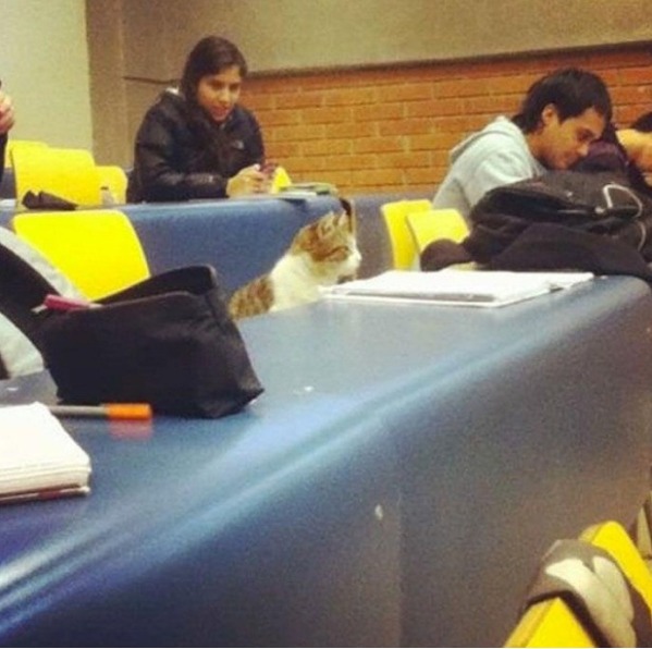 Lecture-loving Cat