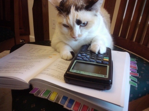 Math-loving Cat