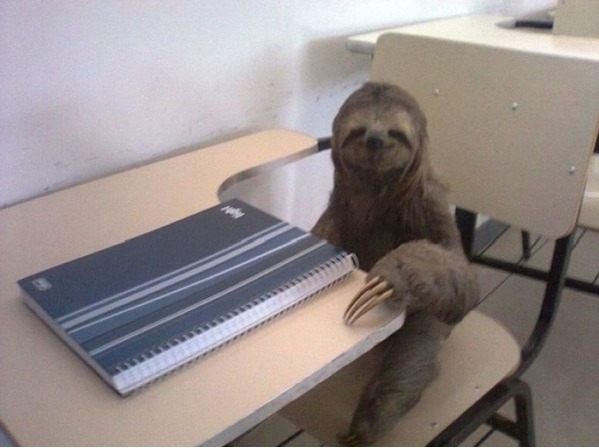 Super Smart Sloth