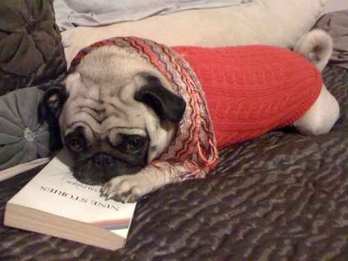 Pug Book Club