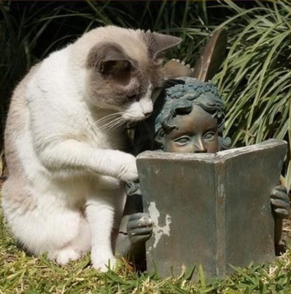 The Cat Tutor