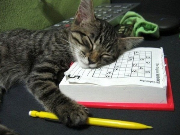 Sudoku-loving Kitty