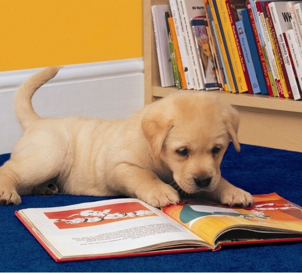 Literature-loving Puppy