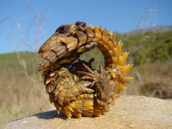 The Thorny Dragon