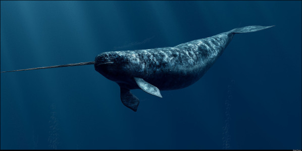 The Narwhal