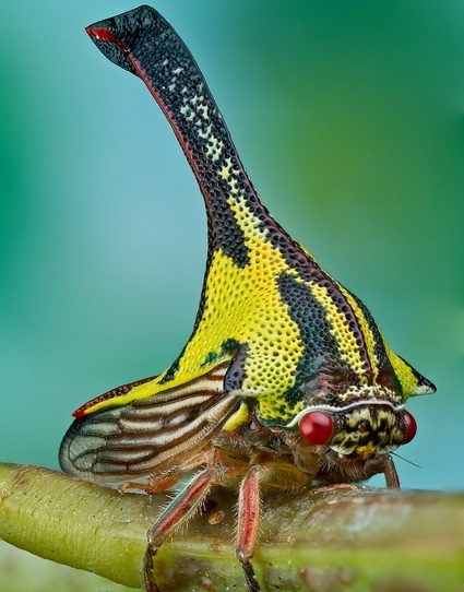 The Umbonia Spinosa