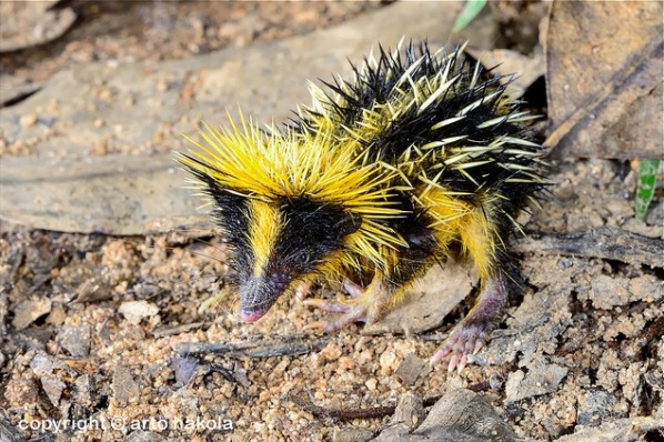 Lowland Streaked Tenrec