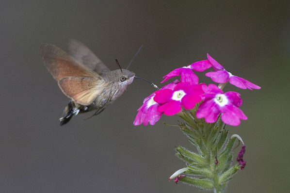 The Hummingbird Hawk-Moth