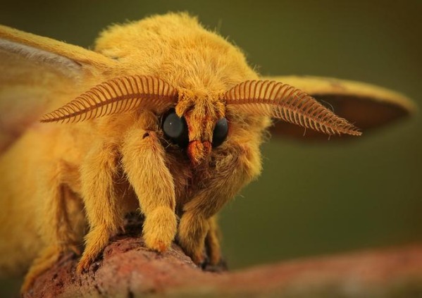 The Venezuelan Poodle Moth