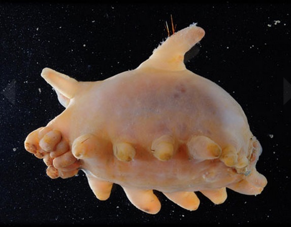 The Sea Pig