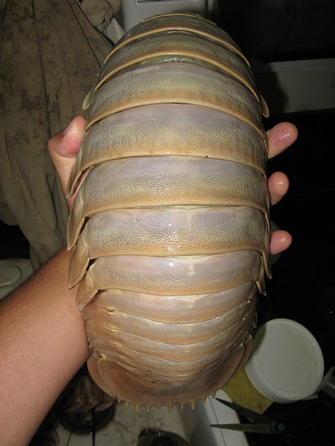 The Giant Isopod