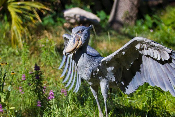 The Shoebill