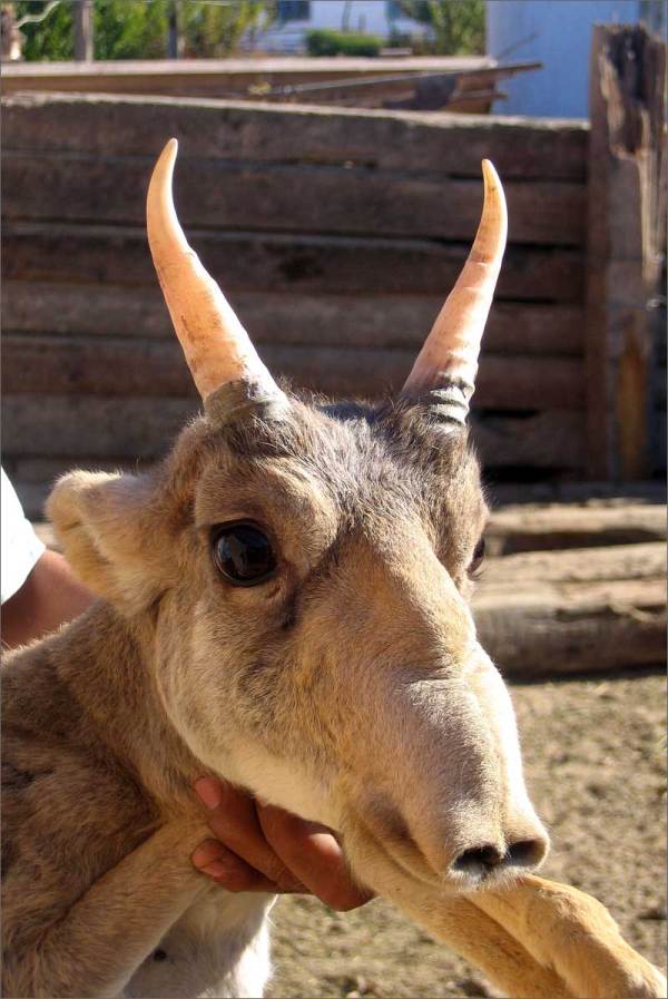 The Saiga Antelope