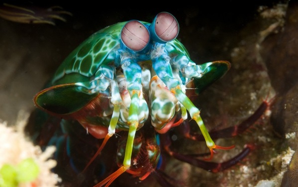 The Mantis Shrimp