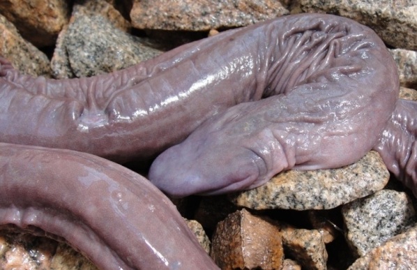 Blind Snake