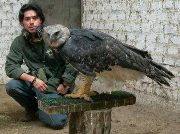 The Harpy Eagle