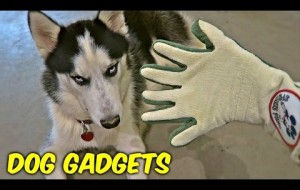 7 Dog Gadgets Put to the Test