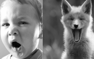 Baby Foxes Are Just Like Baby Humans