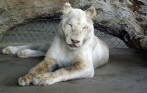 Rescuers Doubted Abused Lion Would Survive The Night. Then HE Walks In&hellip;