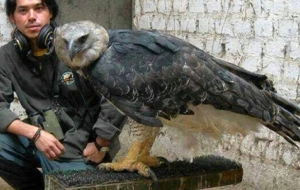 This Massive Bird Is One Of The Largest In The World, And It Has A Disturbing Secret.