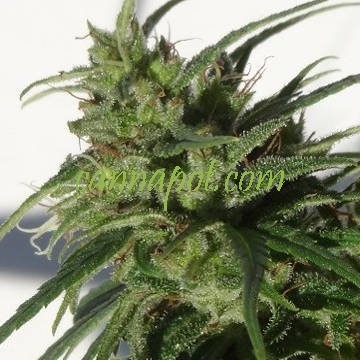 Weed Samen online finden im Auk­tionshaus von alpenhigh