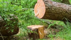 tree cutting services in Auckland