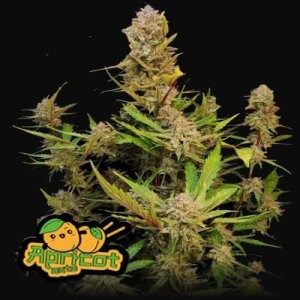 Fast Buds 420 Autoflower Hanfsamen kaufen | Cannapot